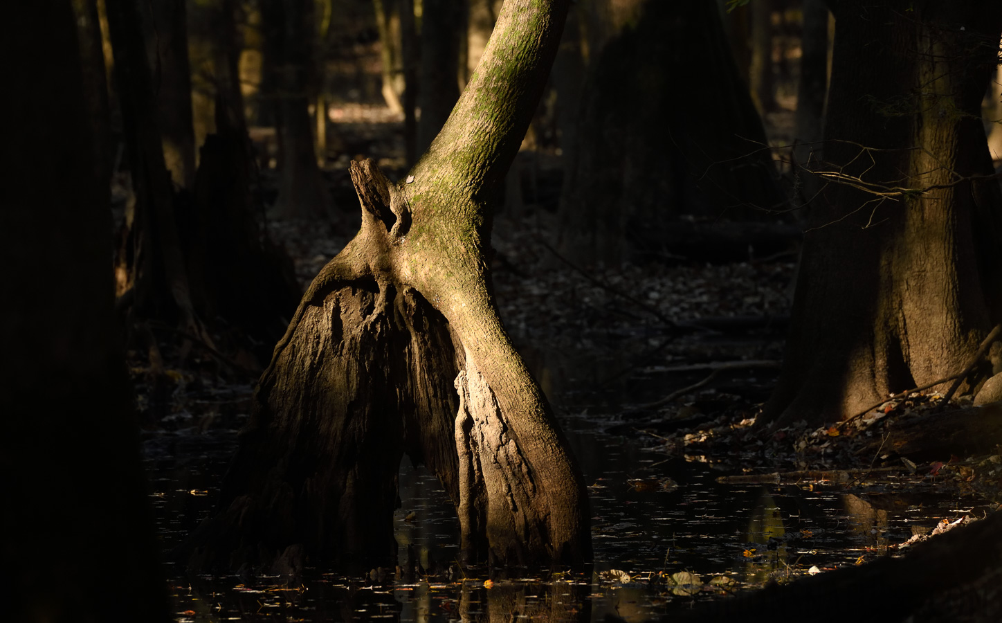 South Carolina [400 mm, 1/640 sec at f / 7.1, ISO 1600]